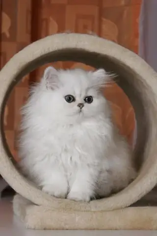 Следует ли хранить образцы мочи кошек в холодильнике?