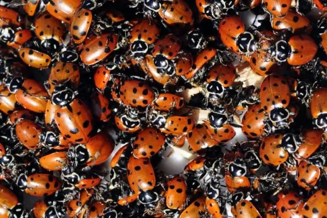 Как вы называете рой божьих коровок?