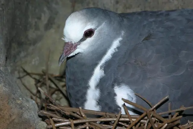 Могу ли я уничтожить голубиное гнездо?