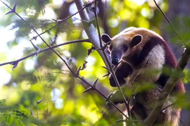 Что за животное коатимунди?