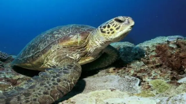 Каковы некоторые поведенческие адаптации морской черепахи логгерхед?