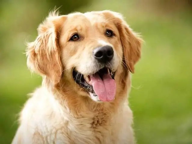 Какая порода собак самая дружелюбная?