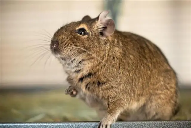 Как узнать, есть ли у вас кротовины?