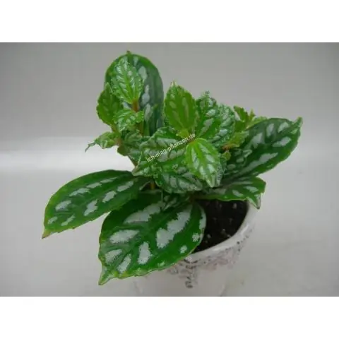 Ядовита ли pilea Cadierei для кошек?