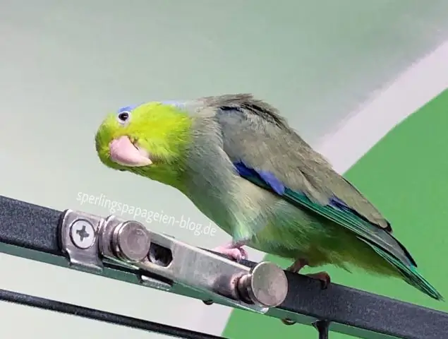 Почему птицы уходят на дно клетки?