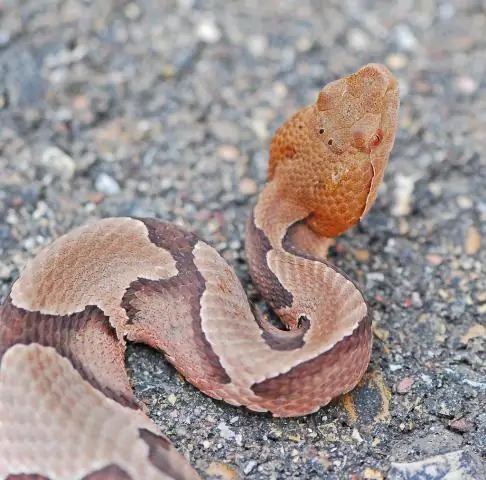 Есть ли Copperheads в Алабаме?