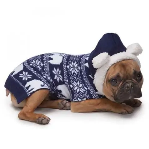 Что купить маленькой собаке?