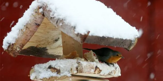 Как уберечь белок от подвешенных кормушек для птиц?