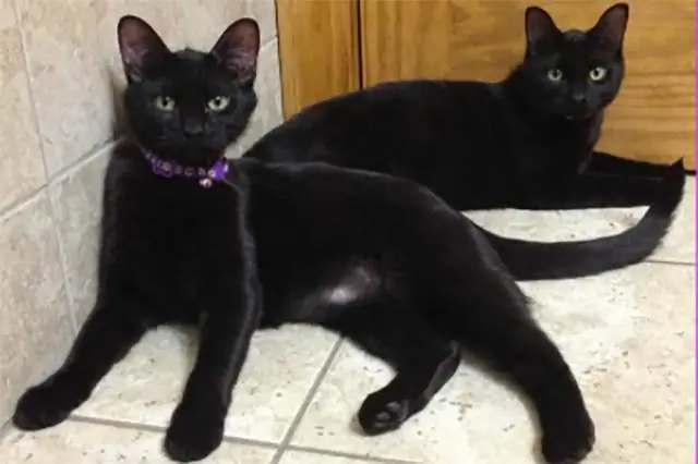 Как сделать так, чтобы еноты не забирались к вам домой?