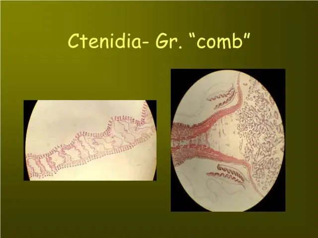 Каковы диагностические особенности класса Monoplacophora?