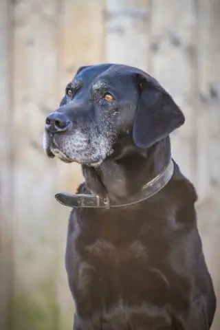 До какого возраста доживают шоколадные лабрадоры?