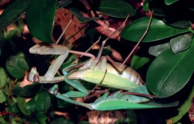 Почему богомолы остаются на одном месте?