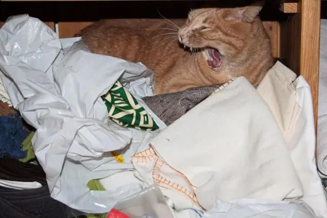 Могу я засунуть кошку в шкаф?