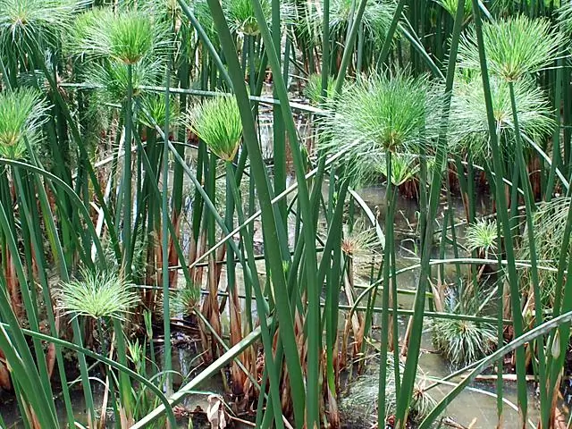 Какова высота папируса?