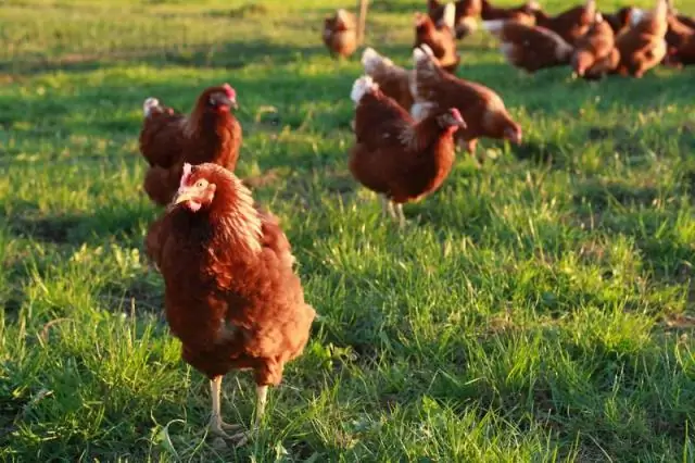 Что считается свободным выгулом?