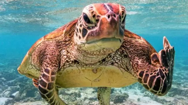 Какают ли черепахи?