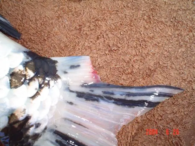 Как лечить тяжелую плавниковую гниль?