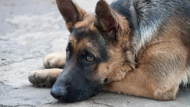 Немецкие овчарки ладят с кошками?