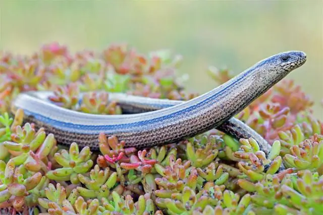 К какому отряду относятся червецы?