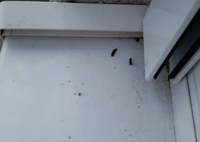 Как определить возраст помета мыши?