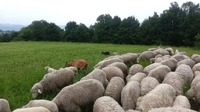 Какой смысл пасти овец?