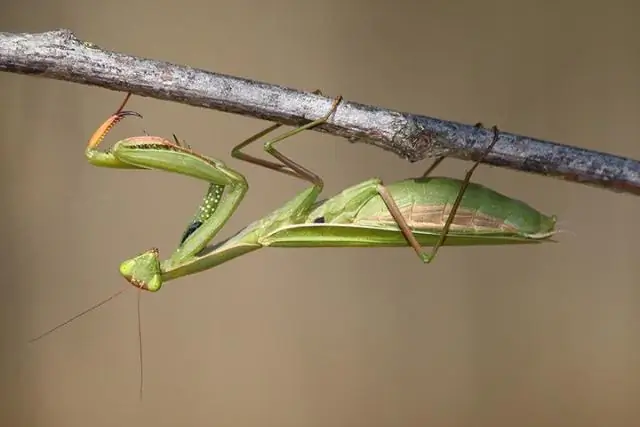 Чем хорош богомол?