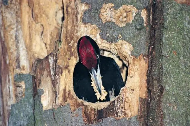 Как обезопасить птичьи шипы?