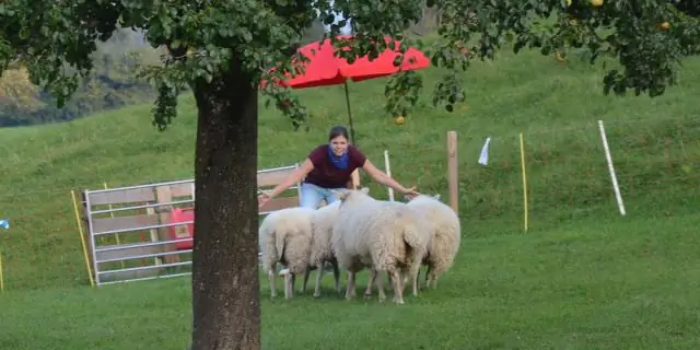Что значит пасти овец?