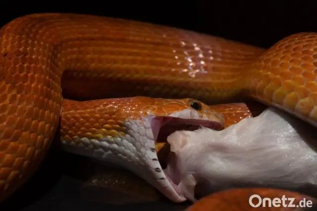 Как часто следует кормить змей?
