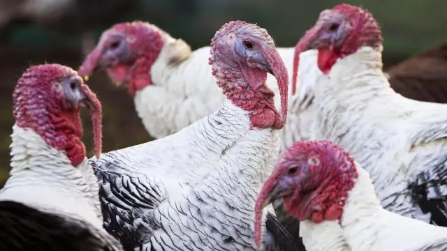 Переносят ли дикие индейки болезни?