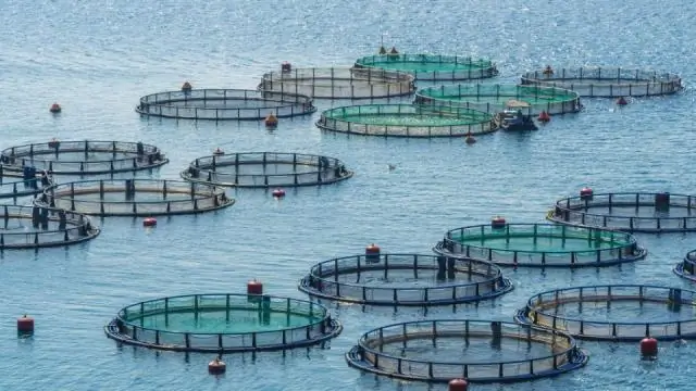 Что такое известкование в аквакультуре?