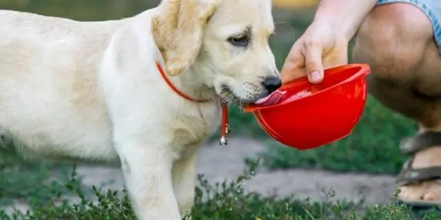 Будет ли щенок пить воду, если у него парво?