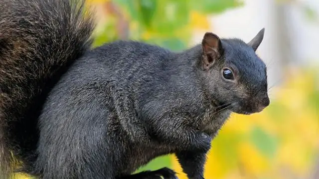 Как долго живут черные белки?