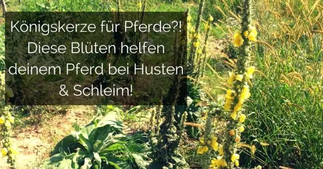 Каковы две причины политомий?