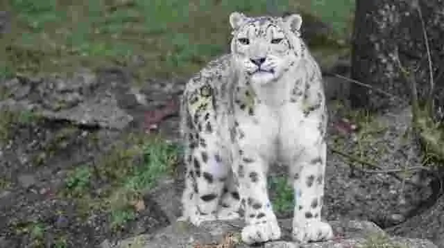 Снежный барс - хороший охотник?