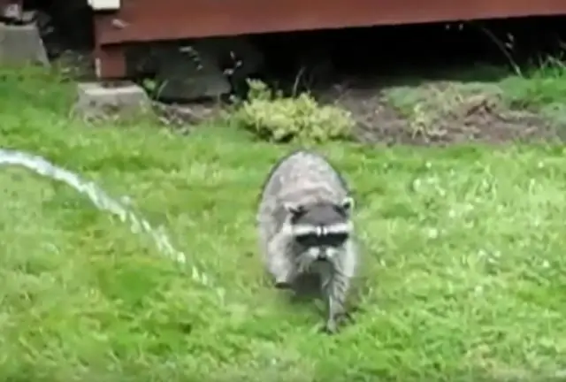 Как отпугнуть енотов?