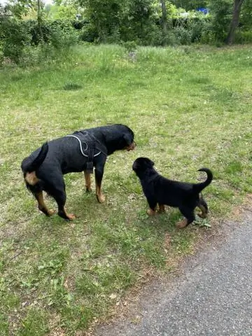 Сколько должен весить 6-недельный ротвейлер?