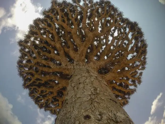 Почему дерево драконьей крови находится под угрозой исчезновения?