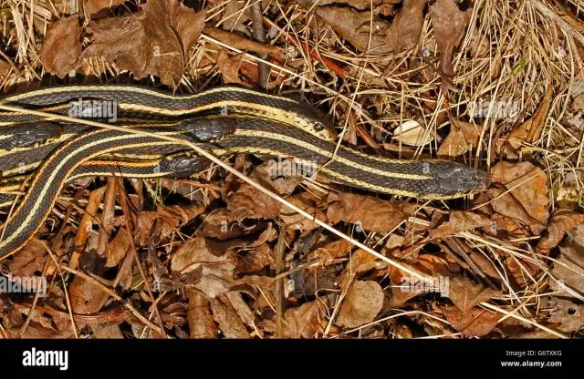 Как планария спаривается?