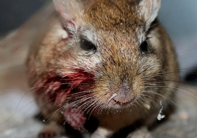 Как привлечь песчанок?