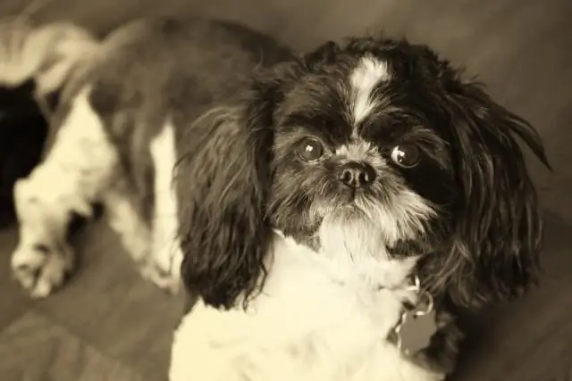 Откуда берутся ши-тцу?