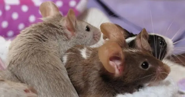 Мыши привлекают крыс?