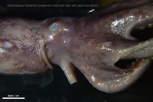 Для чего используется сифон на кальмаре?