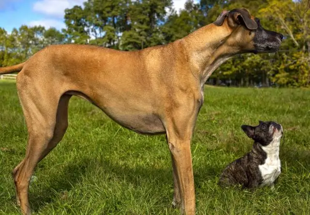 Насколько велик французский бульдог?