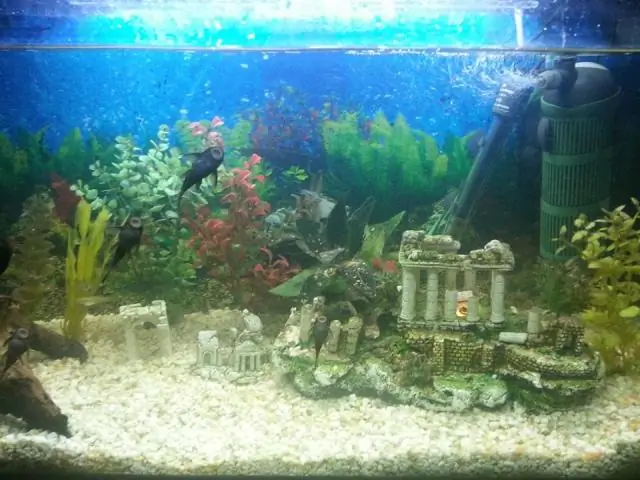 Как сделать аквариум не мутным?