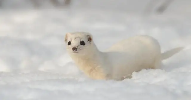 Находятся ли под угрозой исчезновения великие белые?