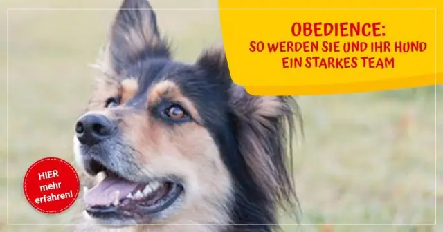 Как обучить собаку ралли-послушанию?