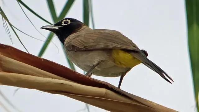 Что означает желтая птица в духовном смысле?