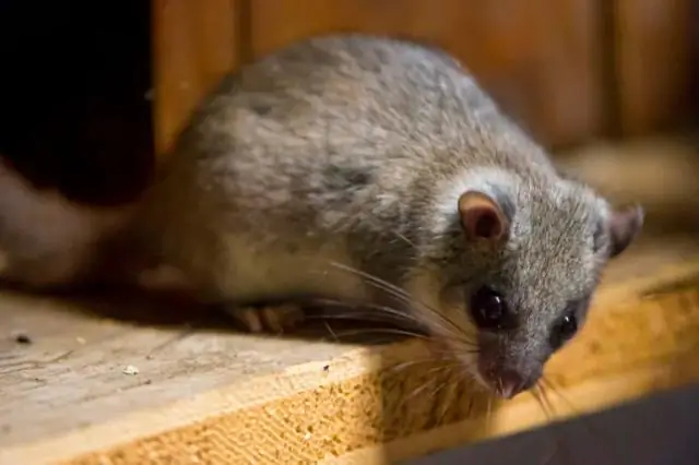 Как избавиться от роющих грызунов?