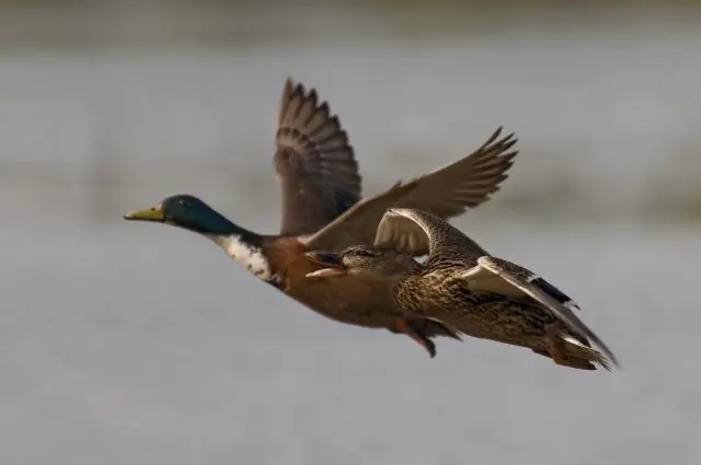 Где живут московские утки?